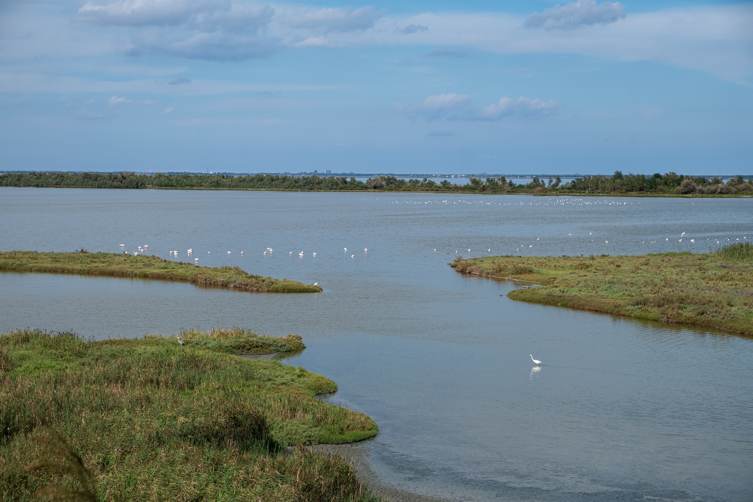 Valli di Comacchio – Flamingos und Silberreiher in der Lagune